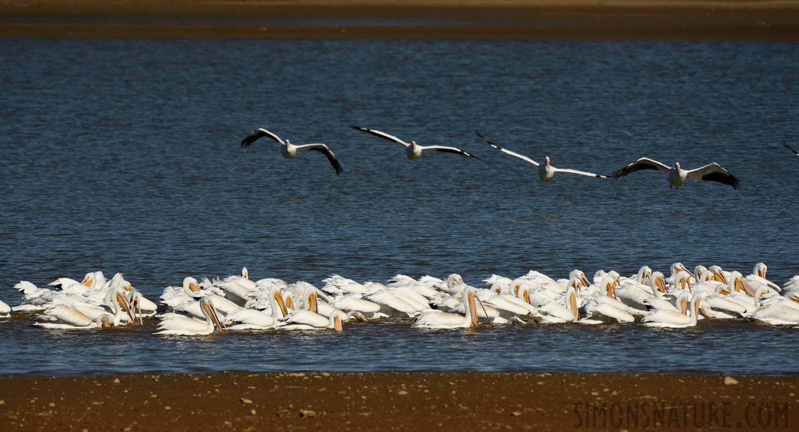 Pelecanus erythrorhynchos [400 mm, 1/8000 sec at f / 7.1, ISO 1000]